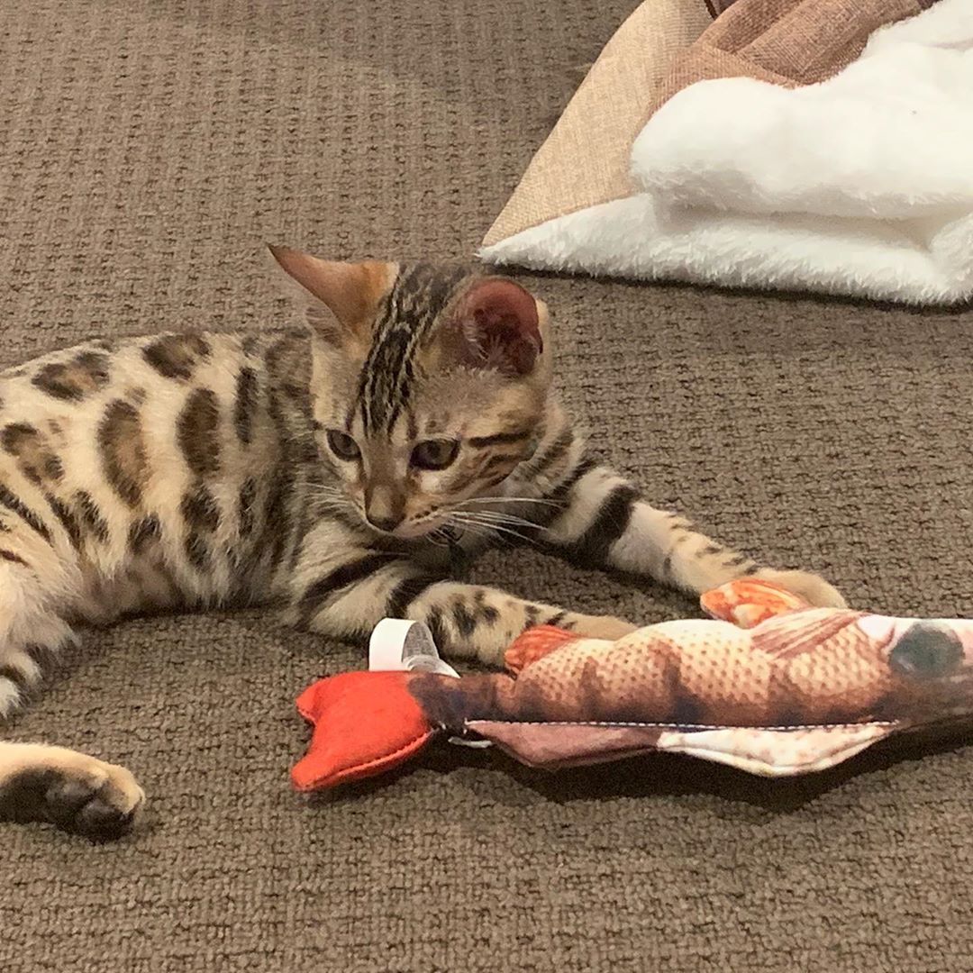 Bengal Kätzchen bezaubernd