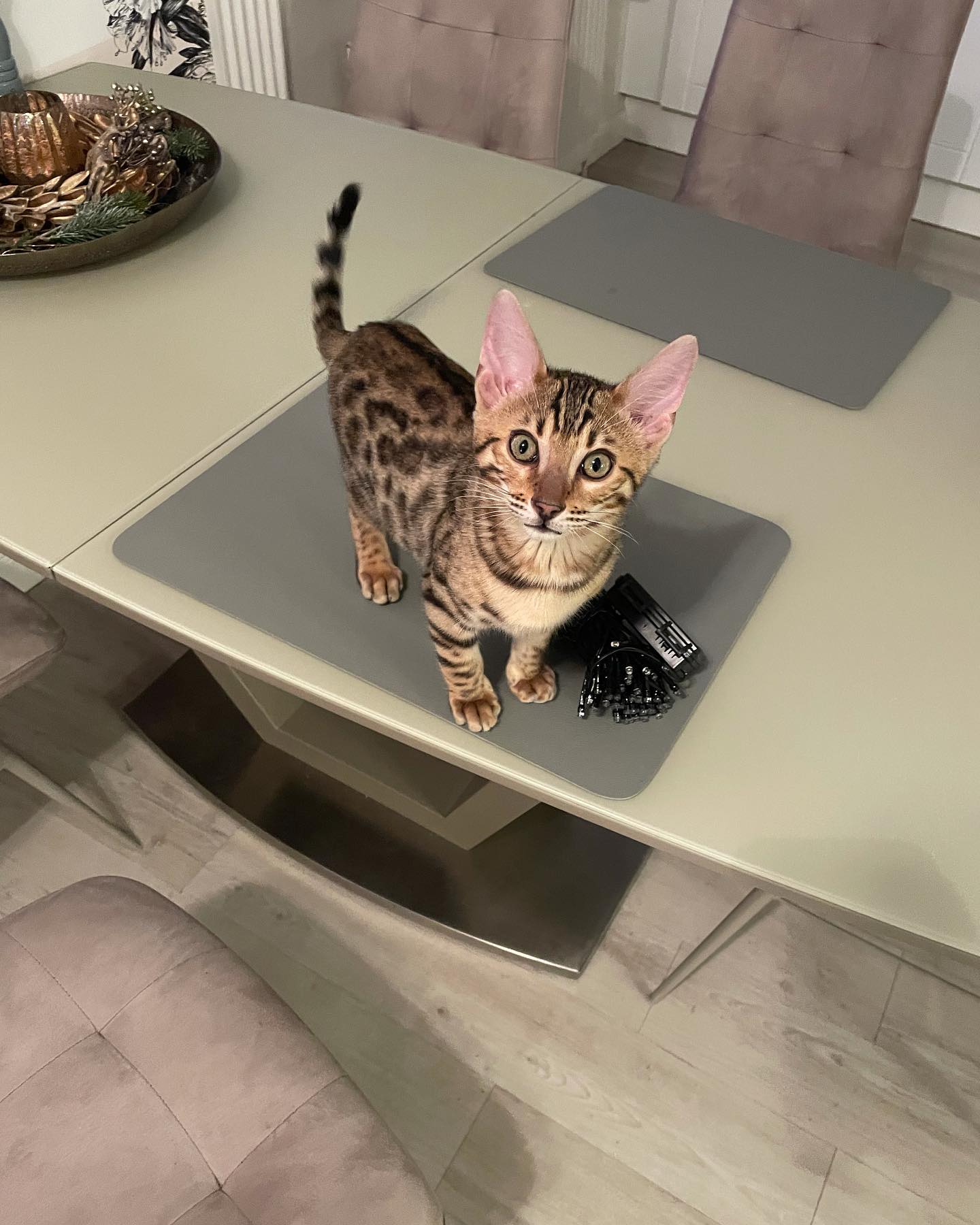 Lola, Bengal-Kätzchen von Nesa Kätzchen Haus