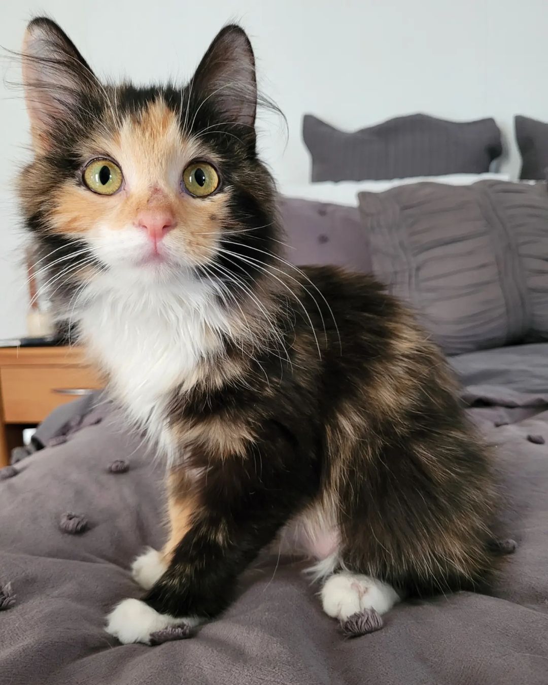 Maine Coon Kätzchen bereit für ein Zuhause