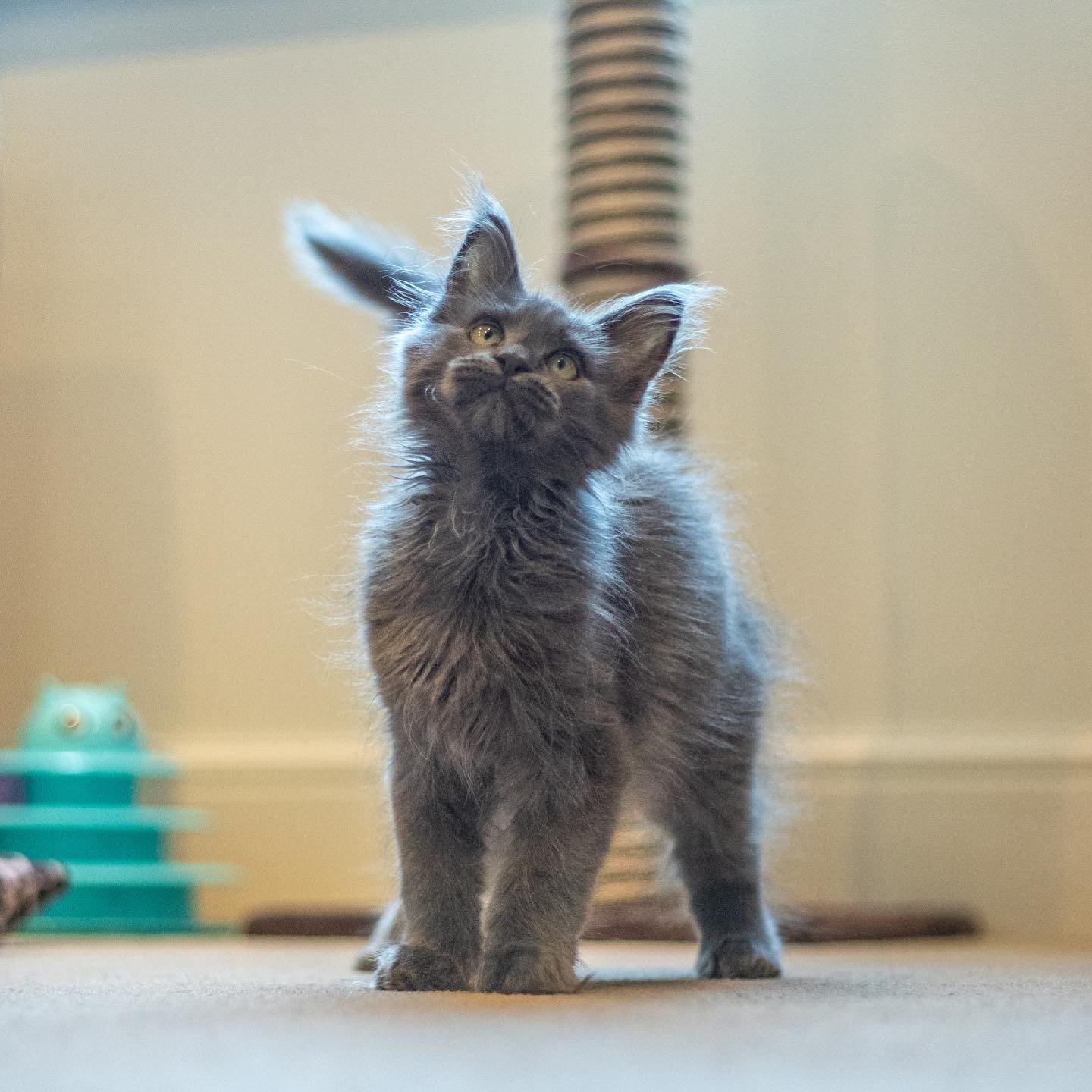 Maine Coon Kätzchen