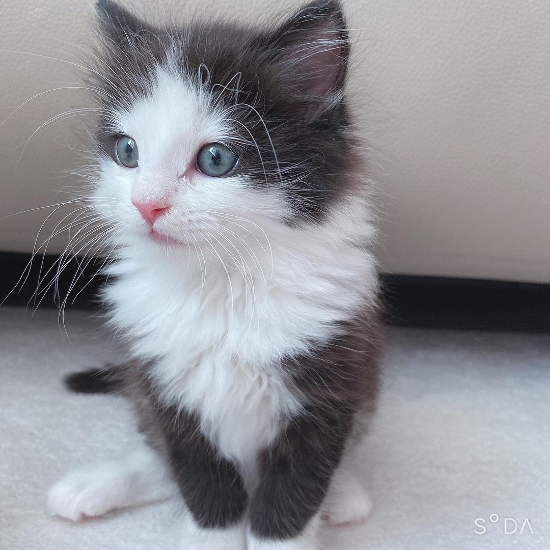 Norwegische Waldkatze Kätzchen